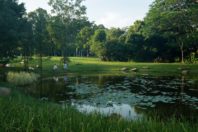 Ecological Restoration into a lakefront urban realm